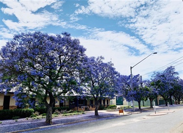 Library - streetscrape with flowering Jacarandas