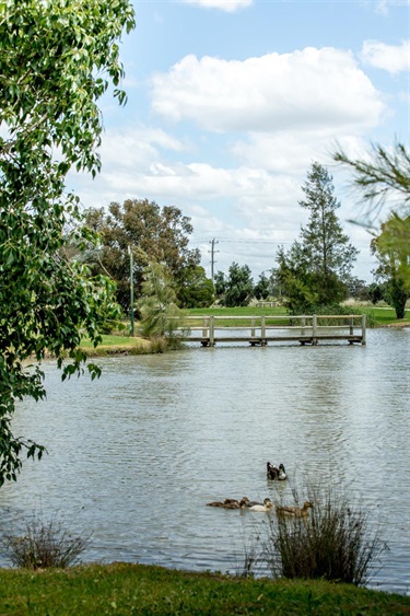 McCaughey Park - ducks