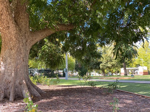 Mountford Park - specimen tree