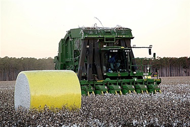 Cotton harvesting