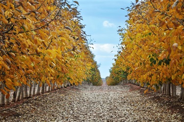 Nut Plantation