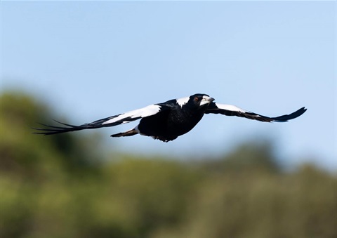 Magpie