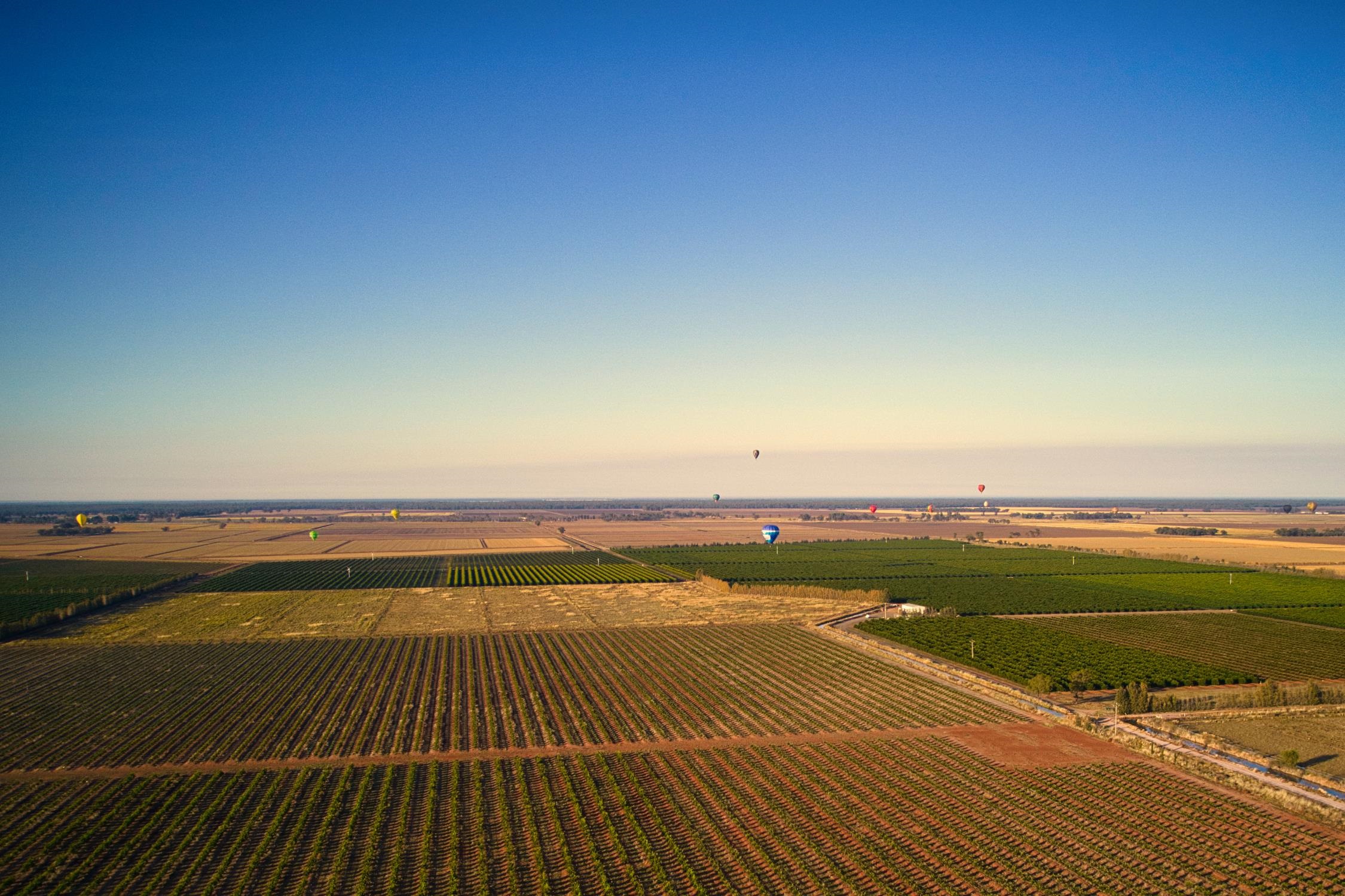 Easter 2022 - balloons over crops
